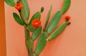 T3 L'Olivier & Jardin 1 à 4 Pers à Villa Terra - Foto 35