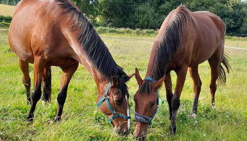 gite à la ferme - Foto 4