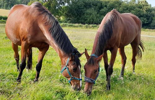 gite à la ferme - Foto 4