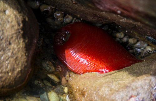 TideAway Farm on Private Island! Escape & Indulge Mother Nature! - Foto 15