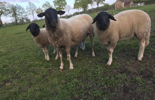 Ferienwohnung Süderfeld - Foto 23