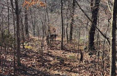 Baca Cabin Near Compton, Ponca, Buffalo River, Trails - Foto 7