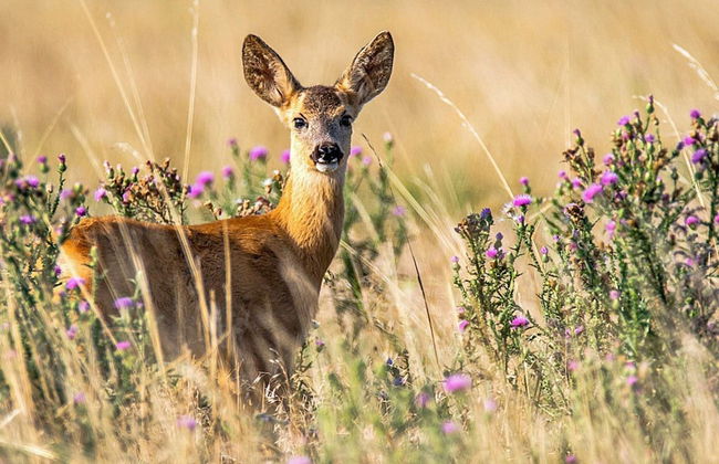 4 Person Holiday Home in Falkoping - Foto 23