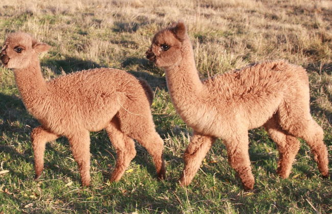 Silverstream Alpaca Farmstay and Tour - Foto 23