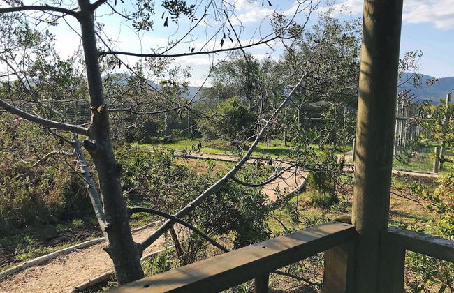 Sleep Whiskers Away From the Lions and " Feel " Them Roar! Cabin 2 - Foto 10