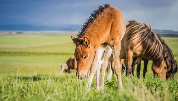 Potro en libertad en Hella