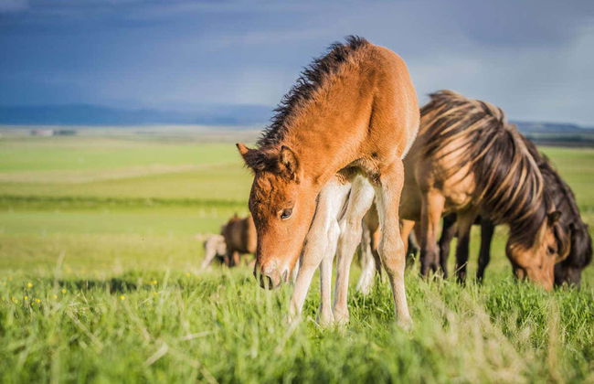 Horse Riding in Mountains of Hella - Foto 3