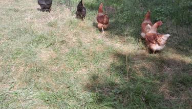 Landzeit Niedergräfenhain - Foto 4, Garden, Other