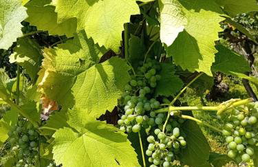 Czytelnia w Sadzie - Foto 31