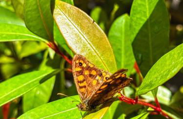 Quintinha da Evangelina - Foto 52