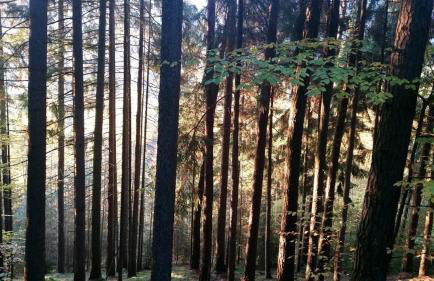 Ferienhäuser zur Schäferei - Foto 34