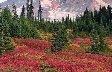 L'il Finch at Mount Rainier - Foto 19