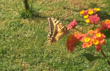 Green Farm-small paradise! - Foto 18