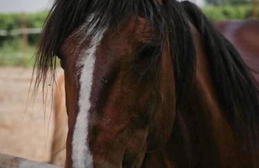 Agriturismo Quadrifoglio Relax - Foto 73