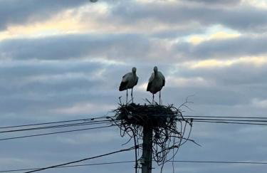 Andrzejówka - Foto 15