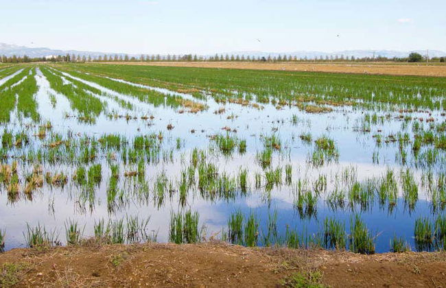 Excursion dans le delta de l'Èbre + Balade en catamaran - Photo 3