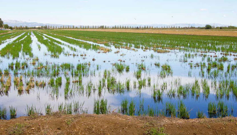 Excursão ao Delta do Ebro + Passeio de catamarã