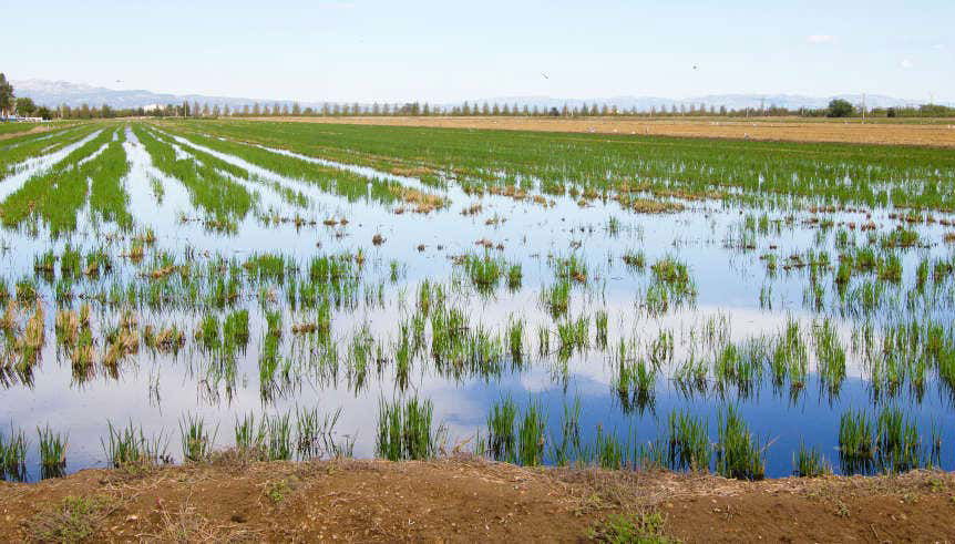 Excursión al Delta del Ebro + Paseo en catamarán