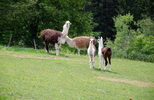 Schupferhof - Foto 21