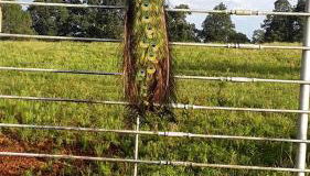 Cozy Cabin with Spa and Picnic Space in Marshall, Arkansas - Foto 5