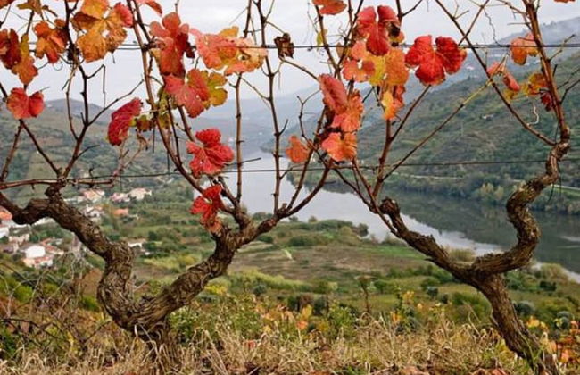 Sobreiros's Villa in Douro Valley - Foto 39