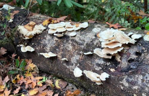 Enchanted Hollow- Cozy, Romantic Woodland Getaway - Photo 28