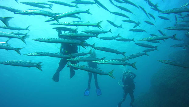Barracudas en Menorca