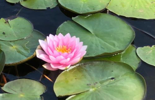 Villa Seeidyll - Foto 24