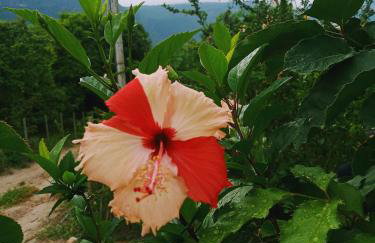 Flor e Luz Chalés - Foto 23