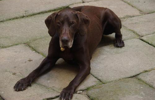 Château des Marcilly Talaru - Foto 48