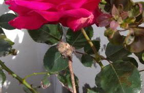 Quinta da Maria - Foto 41