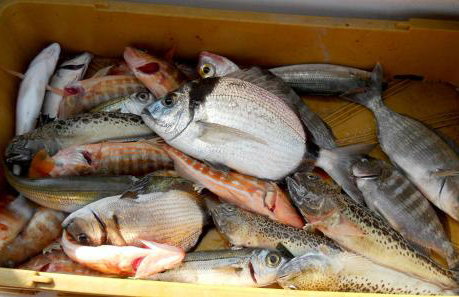 Vila Ruža - Foto 20