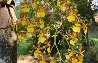 Aconchegante Casa de Hóspedes - Chácara Prado - Foto 31