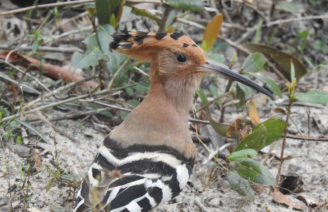 wilpattu Tree House - Foto 15