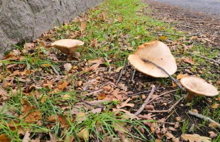 Lovett Haven Hot Tub near Bradgate Sleeps 6 - Foto 54