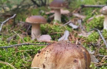 Biały Domek dla 6 osób oraz Domek Sternika dla 4 osób - jezioro, las, wiejski klimat - Foto 36