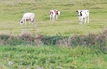 Ferienhaus am Kuhstall - Foto 28