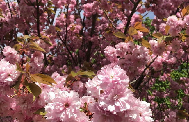 Chester House - Foto 41