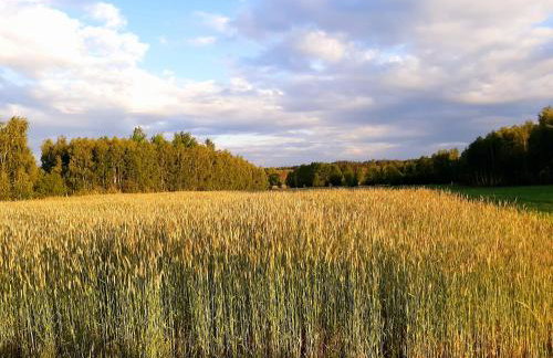 Domek Drewniany - Foto 24