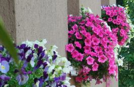 La Dama dei Fiori - Foto 45