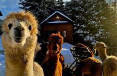 Alpakowy raj - Foto 19