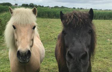 Ferienhaus Norddeichkieker -Nähe Büsum - Foto 38