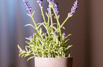 Studio apartman "DJED" - Foto 9