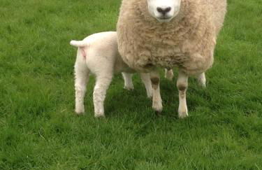 The Haybarn - Foto 51