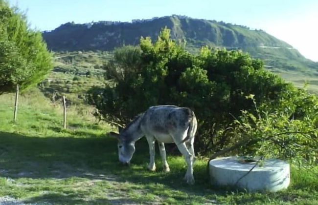 Giardino Donna Lavia - Photo 33