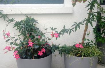 A l'ombre des remparts - Foto 36