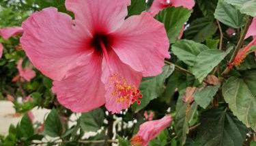 Villa Margarita - A Tranquil Oasis with Large Private Pool - Foto 4