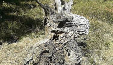 Studio "Auszeit wie dahoam" im Predigtstuhl Resort - Foto 4