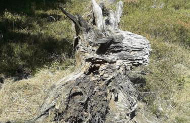 Studio "Auszeit wie dahoam" im Predigtstuhl Resort - Foto 4