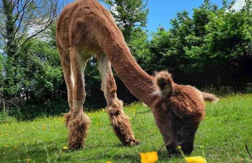 New Forest lodge - 194 NO PETS - Photo 21